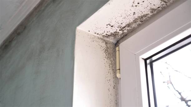 Best Home Mold Removal  in Robbins, NC