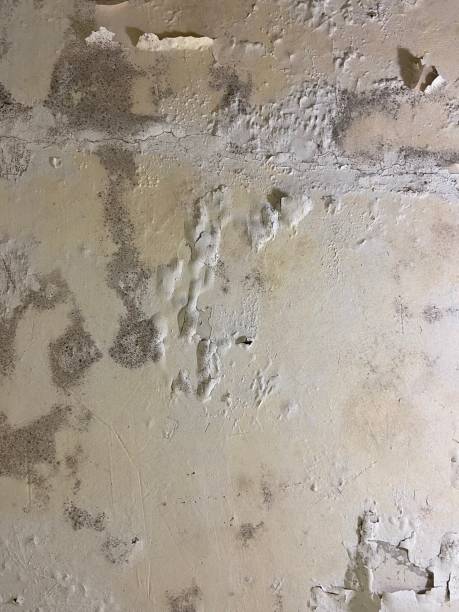 Best Mold Remediation Services  in Robbins, NC