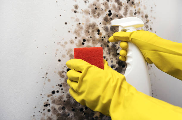 Best Certified Mold Removal  in Robbins, NC