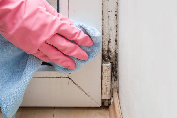 Best Home Mold Removal  in Robbins, NC