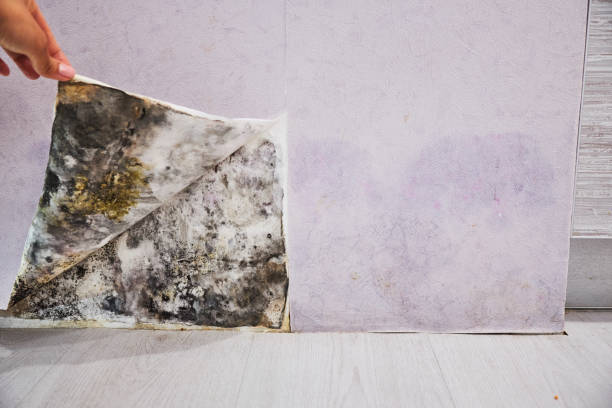 Best Mold Removal Near Me  in Robbins, NC